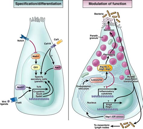 Paneth Cell Development, Differentiation, and Function: New Molecular ...