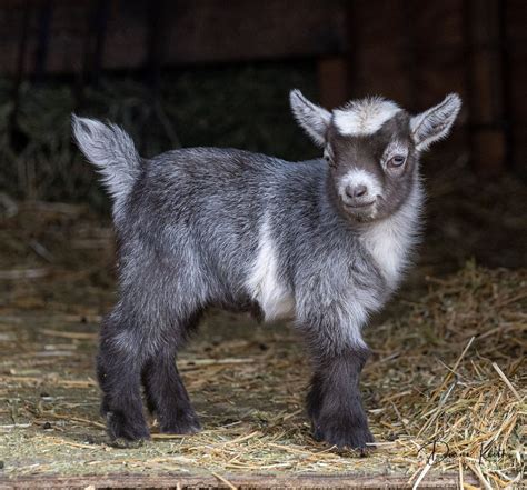 Examples of Colors in Pygmy Goats - National Pygmy Goats Association