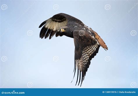 Close Up of an Augur Buzzard in Flight Stock Photo - Image of eagle, africa: 138919976