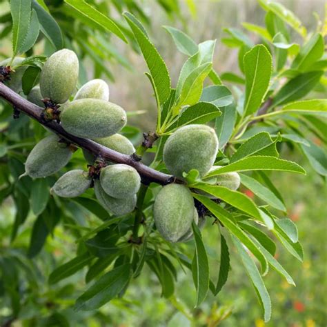 Bounty™ Almond Tree - One Green World