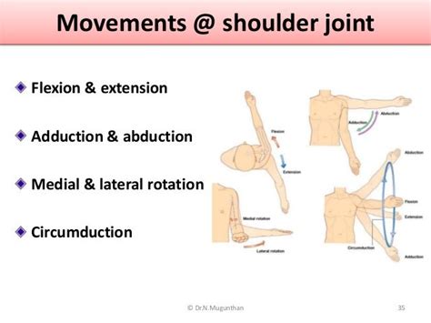 Movements @ shoulder joint Flexion & extension Adduction & abduction Medial & lateral rotation ...
