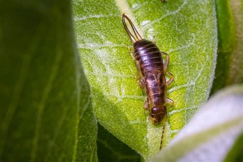 What Are Signs of an Earwig Infestation? - Household Pests