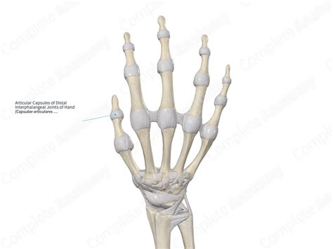 Articular Capsules of Distal Interphalangeal Joints of Hand | Complete Anatomy