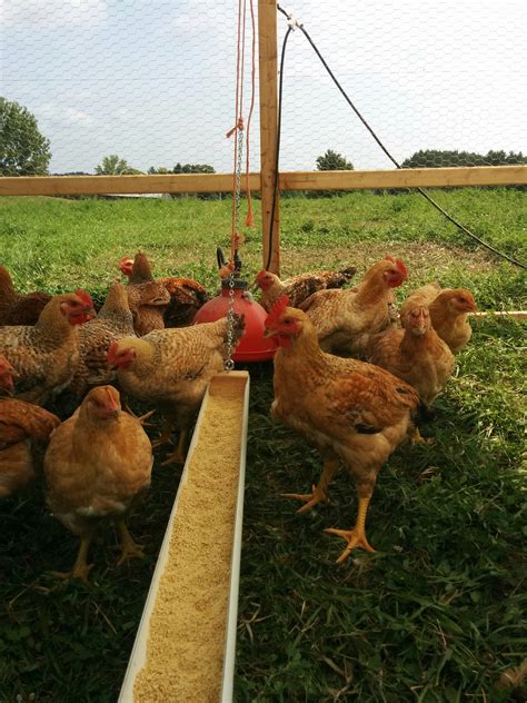 Pasture-Raised, Organic Chicken – Fiddle Foot Farm