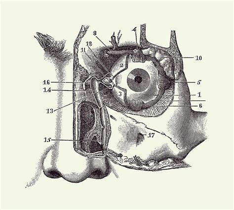 Human Eye and Tear Duct Diagram - Vintage Anatomy 2 Drawing by Vintage ...