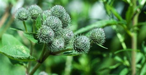 What is Burdock? How to Plant, Grow, and Harvest Burdock Root ...