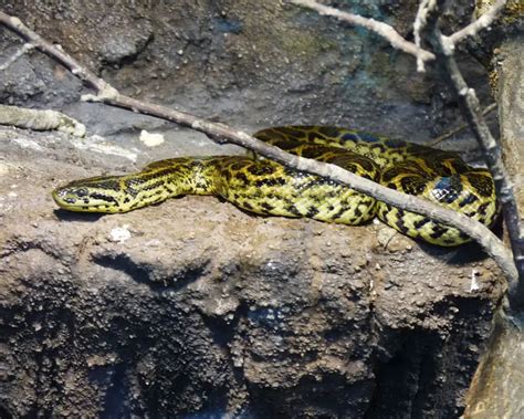 Yellow Anaconda - Facts, Diet, Habitat & Pictures on Animalia.bio