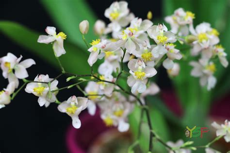 Oncidium Twinkle 'White-Light Pink'