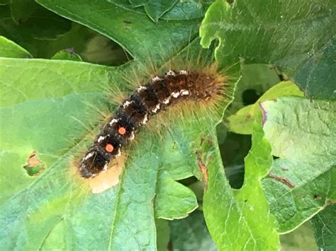 Toxic brown-tail moth caterpillars found on A28 outside Canterbury