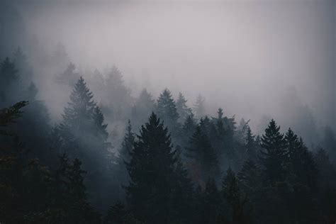 a thick fog and overcast sky over a coniferous forest, heavy fog above ...