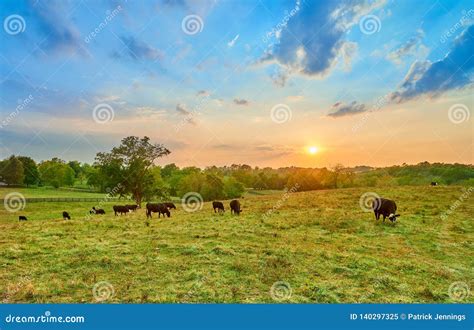 Cows Grazing at Sunset stock image. Image of farm, calf - 140297325