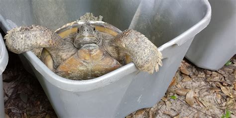 Gopher Tortoise Management—Surveying, Capturing, and Relocating a ...