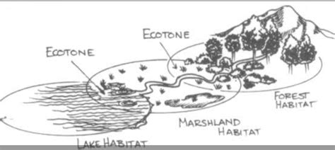 Environment Notes On - Ecotone - For W.B.C.S. Examination.