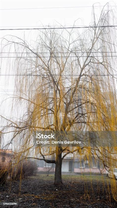 A Willow Tree With Falling Yellow Leaves Stock Photo - Download Image ...