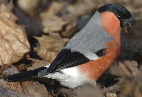 Russian Bullfinch – Radioactive Robins and other birds