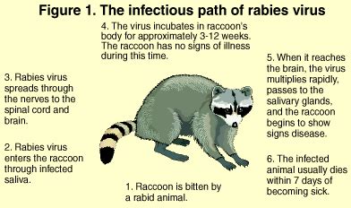 Waukesha County - Rabies Information