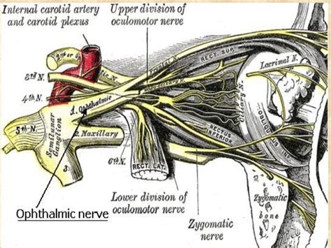 Ophthalmic nerve dental surgery