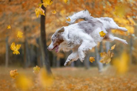 Rare Border Collie Colors & Patterns - Merle, Slate, Sable & More!