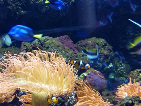 Sea Life Aquarium | Teachers Discount Club