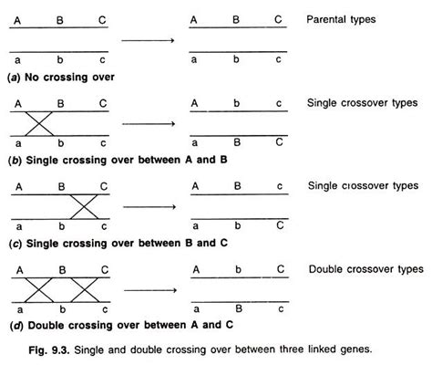 Image result for genetics double crossover | Pathology, Genetics, Crossover