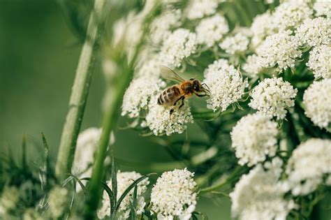 Value of honey bee pollination to the Australian economy | AgriFutures ...