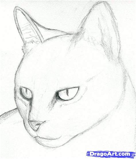 Cat Drawings Pencil | how to draw a cat head, draw a realistic cat step 3 | Cat drawing tutorial ...