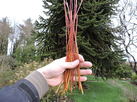 Willow Cuttings – Golden Red (Sold out) – Gardens for Life