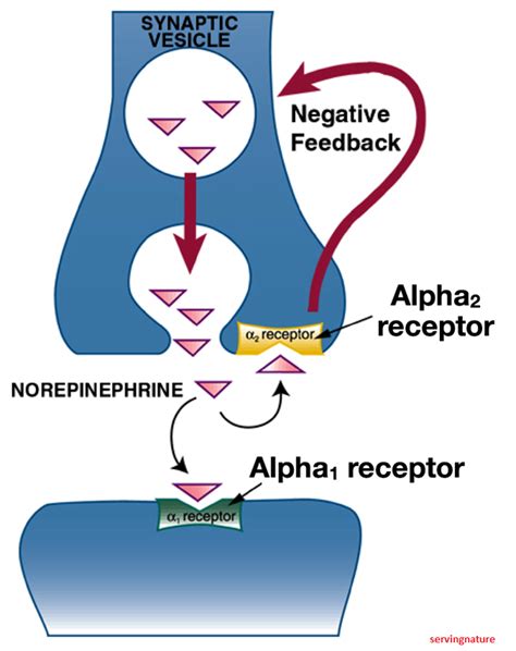 Adrenergic alpha-2 receptor agonists