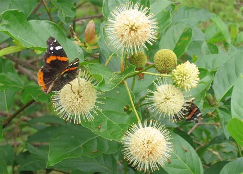 Natural Landscapes Nursery Buttonbush