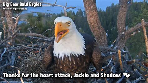 FOBBV CAM🦅Thanks For The Heart Attack, Jackie & Shadow!💕2023-04-28 ...