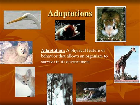 PPT - Natural Selection, Adaptations, and Niches PowerPoint Presentation - ID:4237487