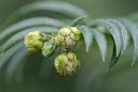 Japanese Plum-yew Cephalotaxus Harringtonia Close-up of Flowers Stock Image - Image of japan ...