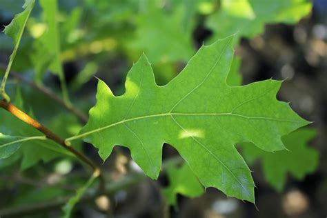 Black oak leaf — Ontario Native Plant Nursery | Container Grown | (705)466-6290