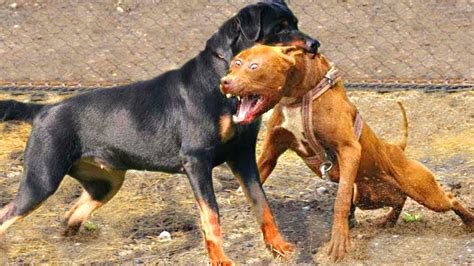 Pitbull VS Rottweiler - Rottweiler VS Pitbull | Real Fight - YouTube