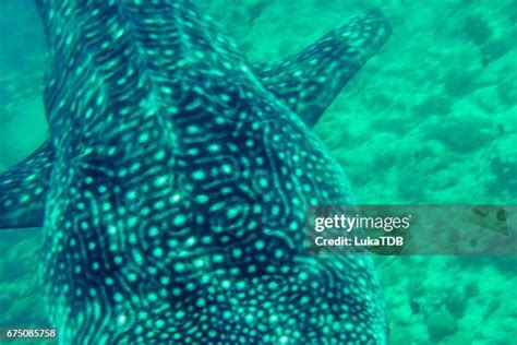 13 Whale Shark Skin Stock Photos, High-Res Pictures, and Images - Getty ...