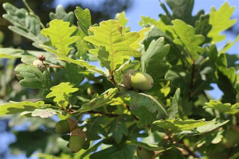 9 Oak Tree Symbolism and Spiritual Meanings (and Leaf)