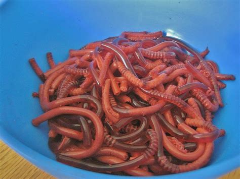 Halloween Food Hacks: How to Make Bloody Jello Worms the Right Way « Food Hacks :: WonderHowTo