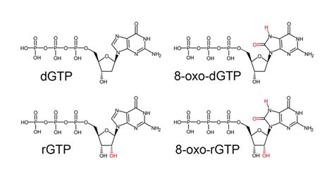 The chemical structure of various guanine nucleotides. Deviations from ...