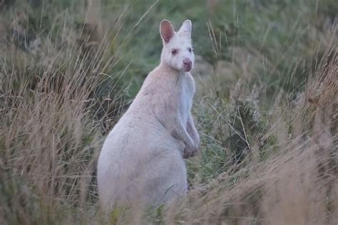 Albino magpie in Tasmanian wildlife sanctuary 'one in a million', keepers say - ABC News