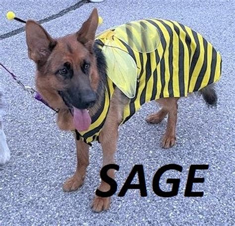 DOG COSTUME. bumble Bee Dog Costume Halloween for - Etsy