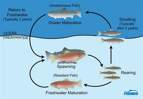 Article - New FISHBIO Publication Rethinks Steelhead Monitoring In California’s Central Valley