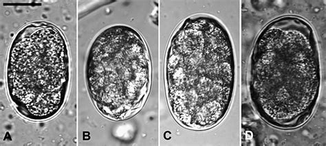 Ancylostoma Braziliense Morphology