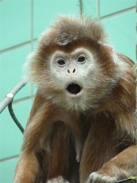 7,000+ Free Capuchin Monkey & Monkey Images - Pixabay