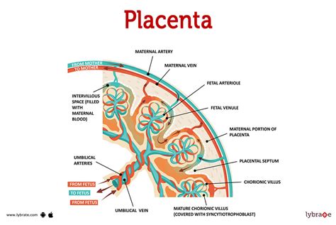 Placenta (Female Anatomy): Picture , Functions, Diseases and Treatments