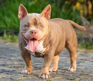 12 Things You Should Know About Mini Pit Bulls - Ned Hardy