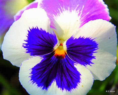 Pink Purple White Pansy | Pink Purple and White Pansy | Flickr