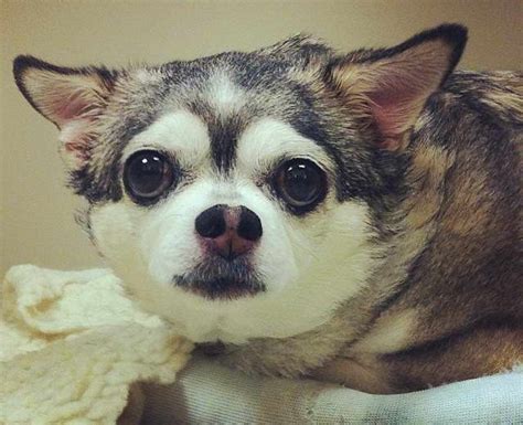 Chihuahua And Husky Mix | PETSIDI