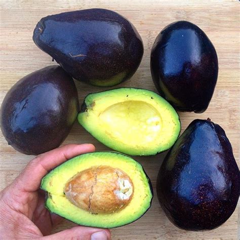 Cold Hardy Avocados: Guide to Cultivation and Varieties – Florida Fruit ...