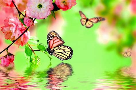 Butterflies And Flower - Perfect Match - Relaks Minda