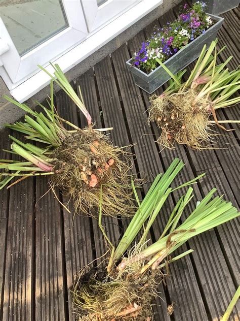 Yellow pond iris plants | in Chessington, Surrey | Gumtree